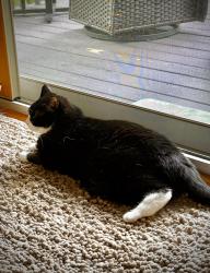 Lost Male Cat last seen The Timbers in Timber Hills, Lebanon, PA 17042