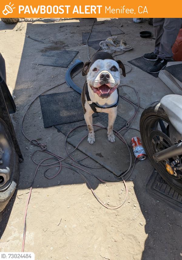 Found/Stray Male Dog last seen Shredder , Menifee, CA 92587