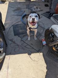 Found/Stray Male Dog last seen Shredder , Menifee, CA 92587