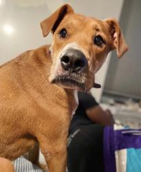 Reunited Male Dog last seen Greene Street and Harvey Street, Philadelphia, PA 19144