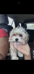 Lost Female Dog last seen West side of Jonesboro, Jonesboro, AR 72401