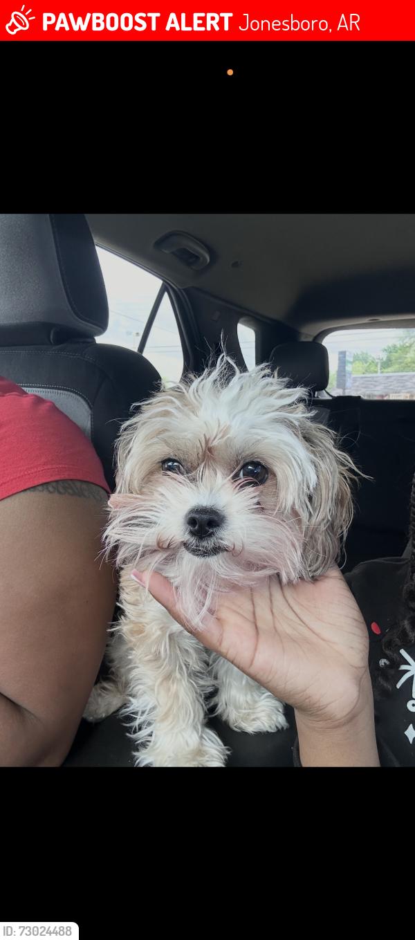 Lost Female Dog last seen West side of Jonesboro, Jonesboro, AR 72401