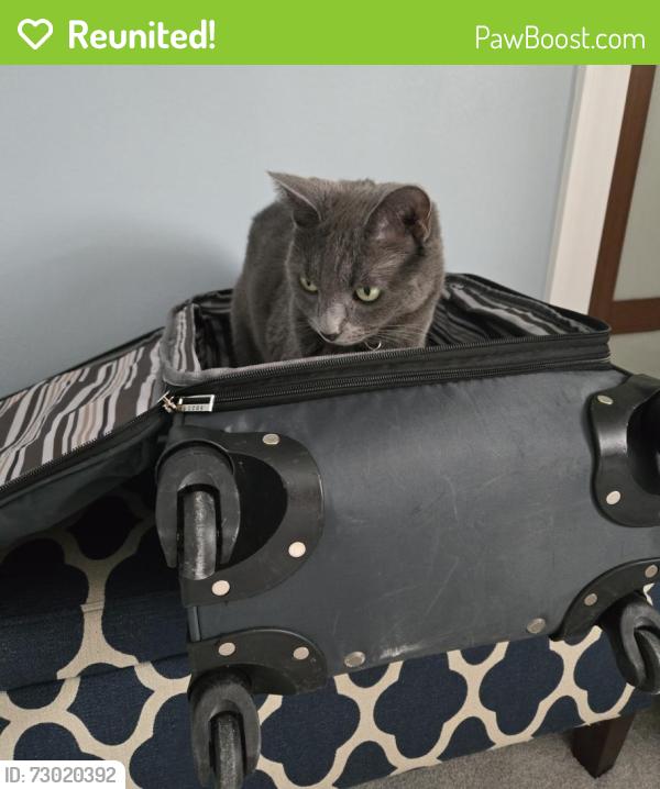Reunited Male Cat last seen Whitman place , Mequon, WI 53092