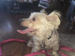 Reunited Female Dog last seen Costco parking lot, Glendora, CA 91740