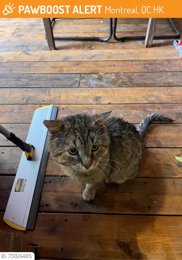 Found/Stray Male Cat last seen Bourgeoys alley, Montreal, QC H3K