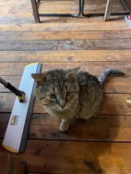 Found/Stray Male Cat last seen Bourgeoys alley, Montreal, QC H3K