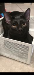Lost Male Cat last seen Paseo and unser, Albuquerque, NM 87114