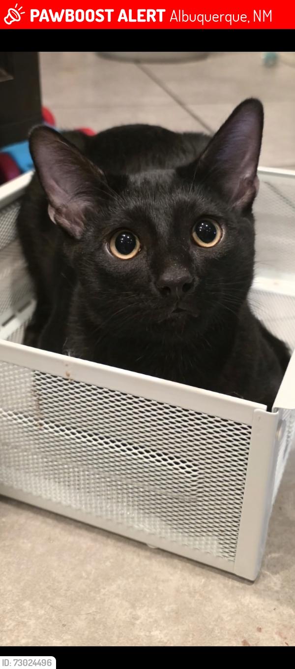 Lost Male Cat last seen Paseo and unser, Albuquerque, NM 87114