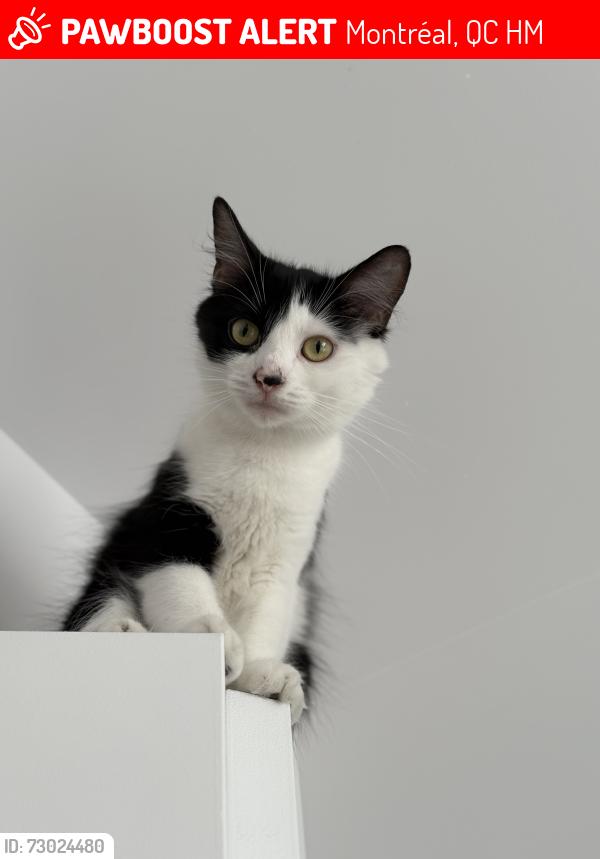 Lost Female Cat last seen Boul Gouin O, rue desenclaves , Montréal, QC H3M
