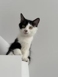 Lost Female Cat last seen Boul Gouin O, rue desenclaves , Montréal, QC H3M
