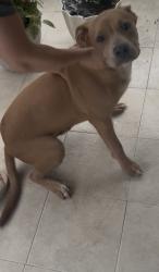 Found/Stray Male Dog last seen Bowie Ave, Columbus, GA 31903