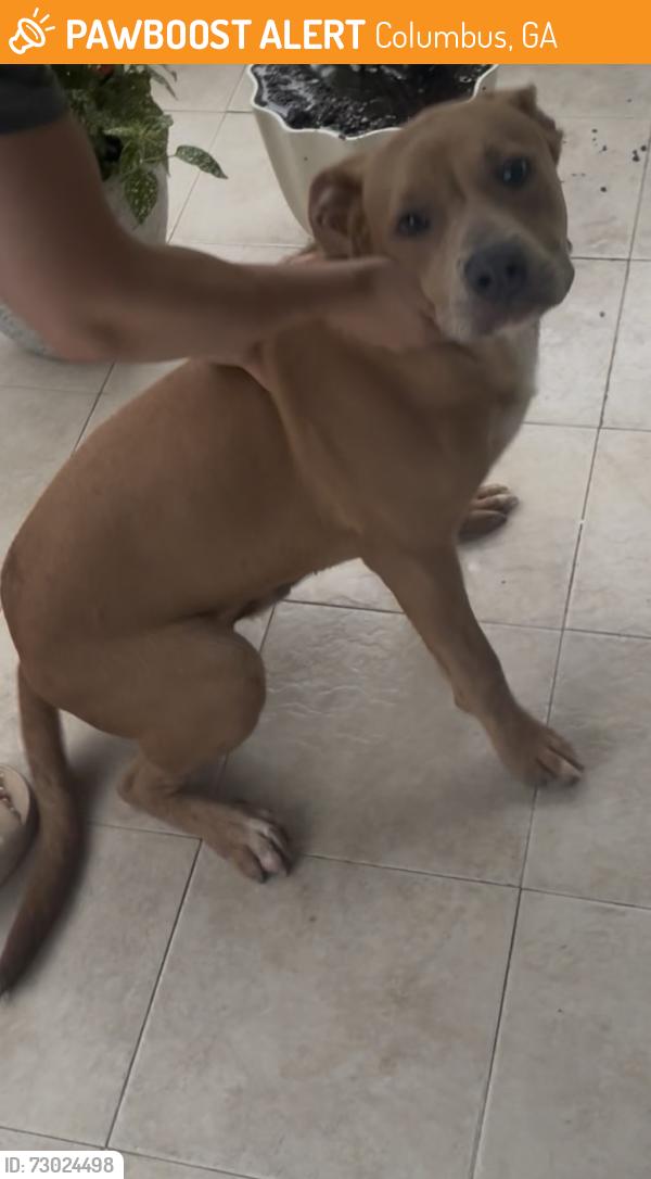 Found/Stray Male Dog last seen Bowie Ave, Columbus, GA 31903