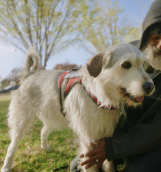 Reunited Male Dog last seen Memory Grove Park, switchback entrance near A St and 8th Ave, Salt Lake City, UT 84103