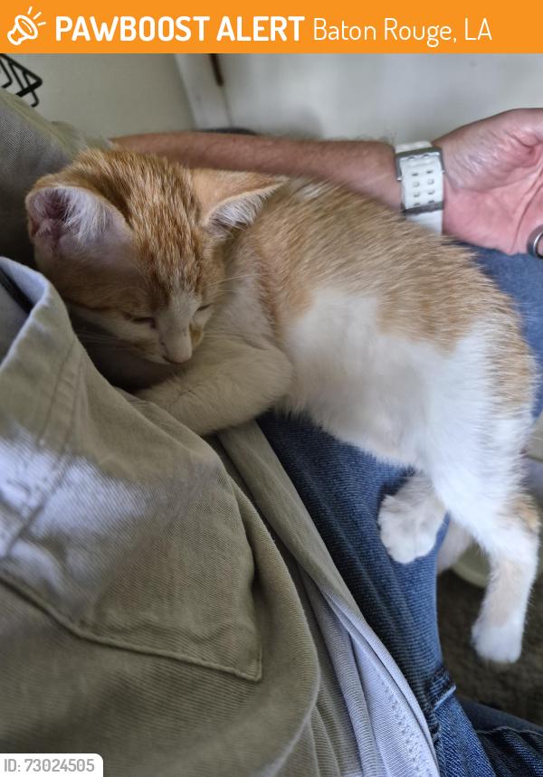 Found/Stray Female Cat last seen Bluebonnet and perkins, Baton Rouge, LA 70810