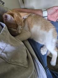 Found/Stray Female Cat last seen Bluebonnet and perkins, Baton Rouge, LA 70810