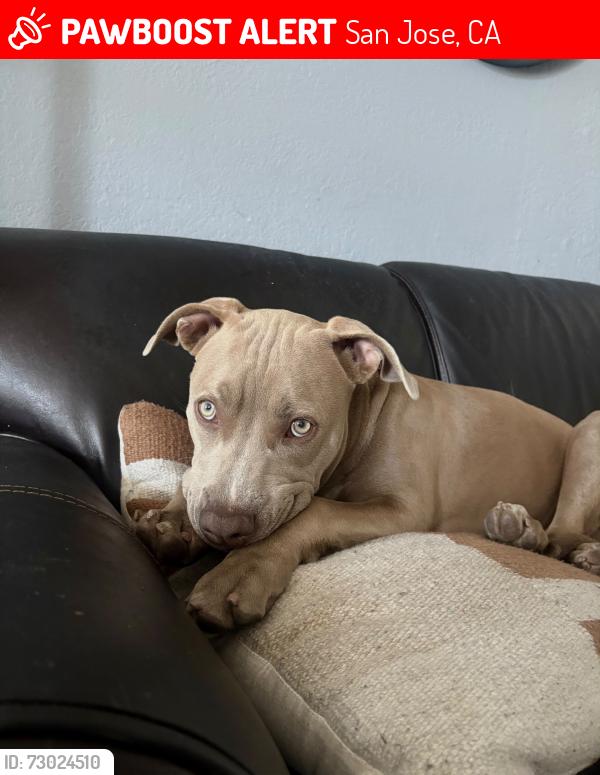 Lost Male Dog last seen Near stree, San Jose, CA 95116