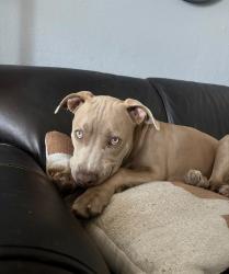 Lost Male Dog last seen Near stree, San Jose, CA 95116
