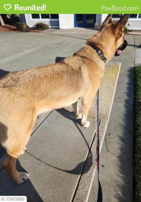 Reunited Female Dog last seen Sutter St., Vallejo, CA 94590