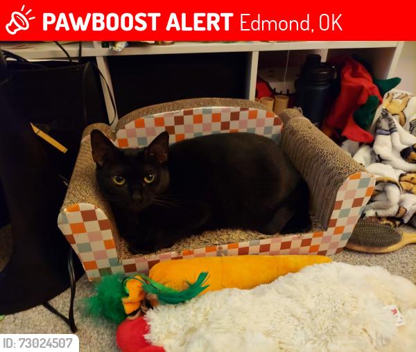 Lost Female Cat last seen 140th and Walker Ave, Edmond, OK 73013