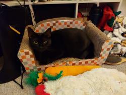 Lost Female Cat last seen 140th and Walker Ave, Edmond, OK 73013