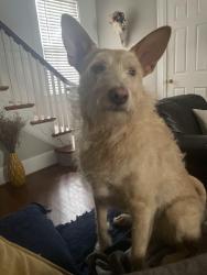 Reunited Female Dog last seen Warwick, Newport News, VA, USA, Newport News, VA 23601