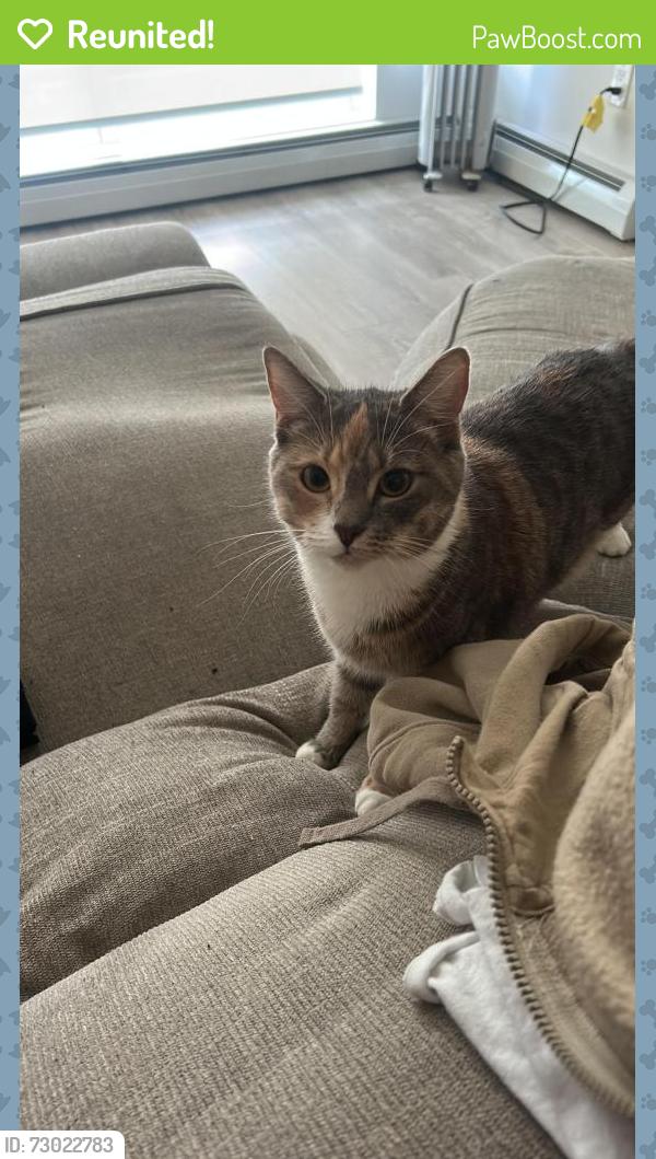Reunited Female Cat last seen Small kids park by the buildings , Surrey, BC V3T 0S1