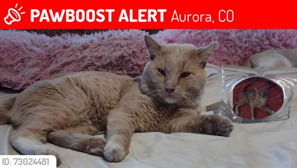 Lost Male Cat last seen Altura Blvd. And 18th Pl. Aurora, Co, Aurora, CO 80011