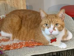Lost Male Cat last seen Petunia and wishbone, Port St. Lucie, FL 34952