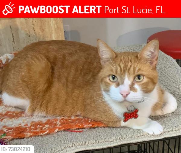 Lost Male Cat last seen Petunia and wishbone, Port St. Lucie, FL 34952