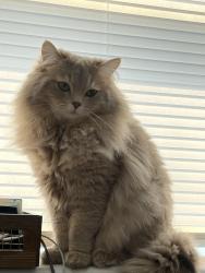 Reunited Male Cat last seen Cherry lane near sunset, Northbrook, IL 60062