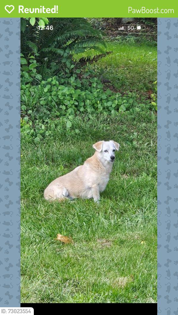 Reunited Female Dog last seen Woodland Ave , Puyallup, WA 98373
