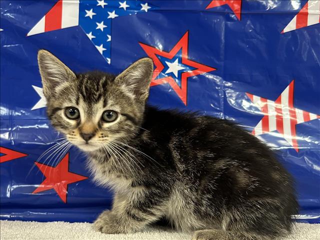 Shelter Stray Male Cat last seen , 957 N Gaffey St, San Pedro, CA 90731, USA