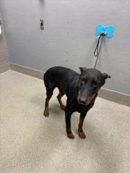 Shelter Stray Male Dog last seen W LAKE MEAD BLVD & N MARTIN L KING BLVD, 655 N Mojave Rd, Las Vegas, NV 89101, USA