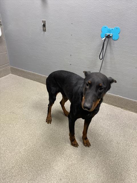 Shelter Stray Male Dog last seen W LAKE MEAD BLVD & N MARTIN L KING BLVD, 655 N Mojave Rd, Las Vegas, NV 89101, USA