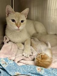Shelter Stray Female Cat last seen Near BLOCK YALE ST, NORTH LAS VEGAS NV 89030, 655 N Mojave Rd, Las Vegas, NV 89101, USA