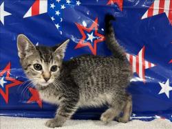 Shelter Stray Female Cat last seen , 957 N Gaffey St, San Pedro, CA 90731, USA