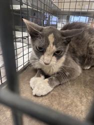 Shelter Stray Female Cat last seen Near BLK PHILLIPS AVE, LAS VEGAS NV 89104, 655 N Mojave Rd, Las Vegas, NV 89101, USA