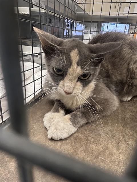 Shelter Stray Female Cat last seen Near BLK PHILLIPS AVE, LAS VEGAS NV 89104, 655 N Mojave Rd, Las Vegas, NV 89101, USA