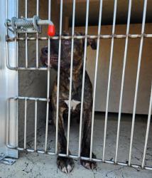 Shelter Stray Female Dog last seen Near BLOCK CALIENTE ST, LAS VEGAS NV 89119, 655 N Mojave Rd, Las Vegas, NV 89101, USA