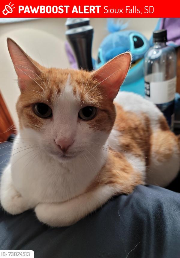 Lost Female Cat last seen West and 15th, Sioux Falls, SD 57104