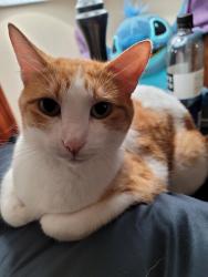Lost Female Cat last seen West and 15th, Sioux Falls, SD 57104