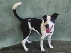 Shelter Stray Female Dog last seen , 14409 Vanowen St, Van Nuys, CA 91405, USA