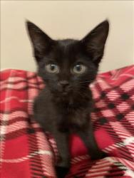 Shelter Stray Male Cat last seen , 14409 Vanowen St, Van Nuys, CA 91405, USA