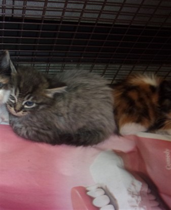 Shelter Stray Male Cat last seen , 14409 Vanowen St, Van Nuys, CA 91405, USA