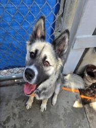 Shelter Stray Female Dog last seen , 1850 W 60th St, Los Angeles, CA 90047, USA