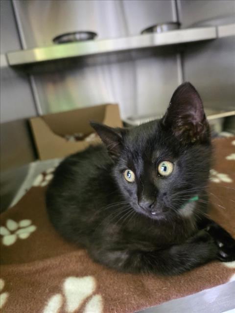 Shelter Stray Male Cat last seen , 1850 W 60th St, Los Angeles, CA 90047, USA