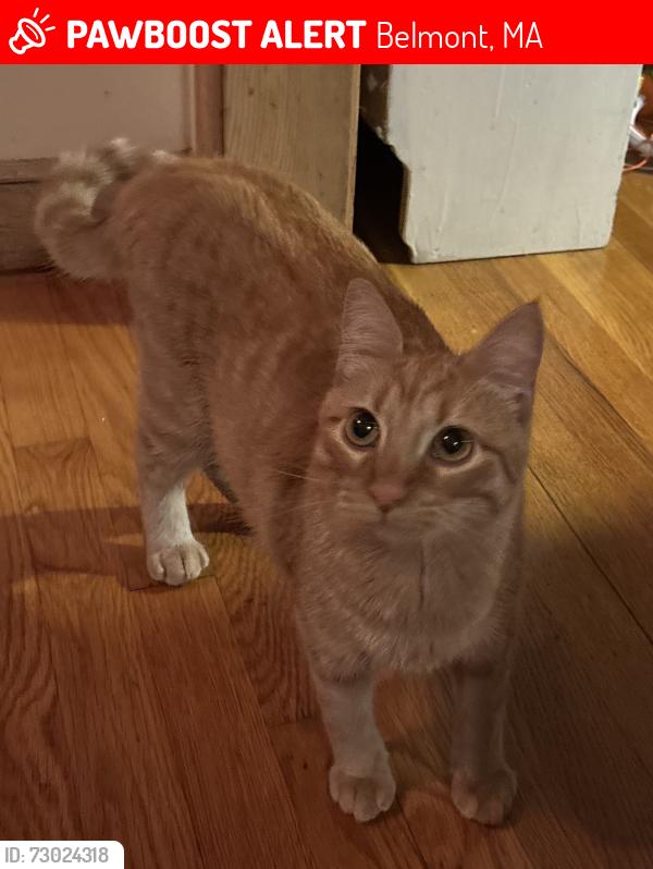 Lost Female Cat last seen Pond St and Brighton St at Hill ests, Belmont, MA 02478