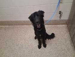 Shelter Stray Female Dog last seen MOUNTAIN RIDGE APTS 2515 VERDE DR, COLORADO SPRINGS CO, COLORADO SPRINGS, CO 80910, 610 Abbot Ln, Colorado Springs, CO 80905, USA
