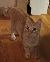 Lost Female Cat last seen Pond St and Brighton St at Hill ests, Belmont, MA 02478
