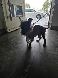 Shelter Stray Male Dog last seen , 1850 W 60th St, Los Angeles, CA 90047, USA